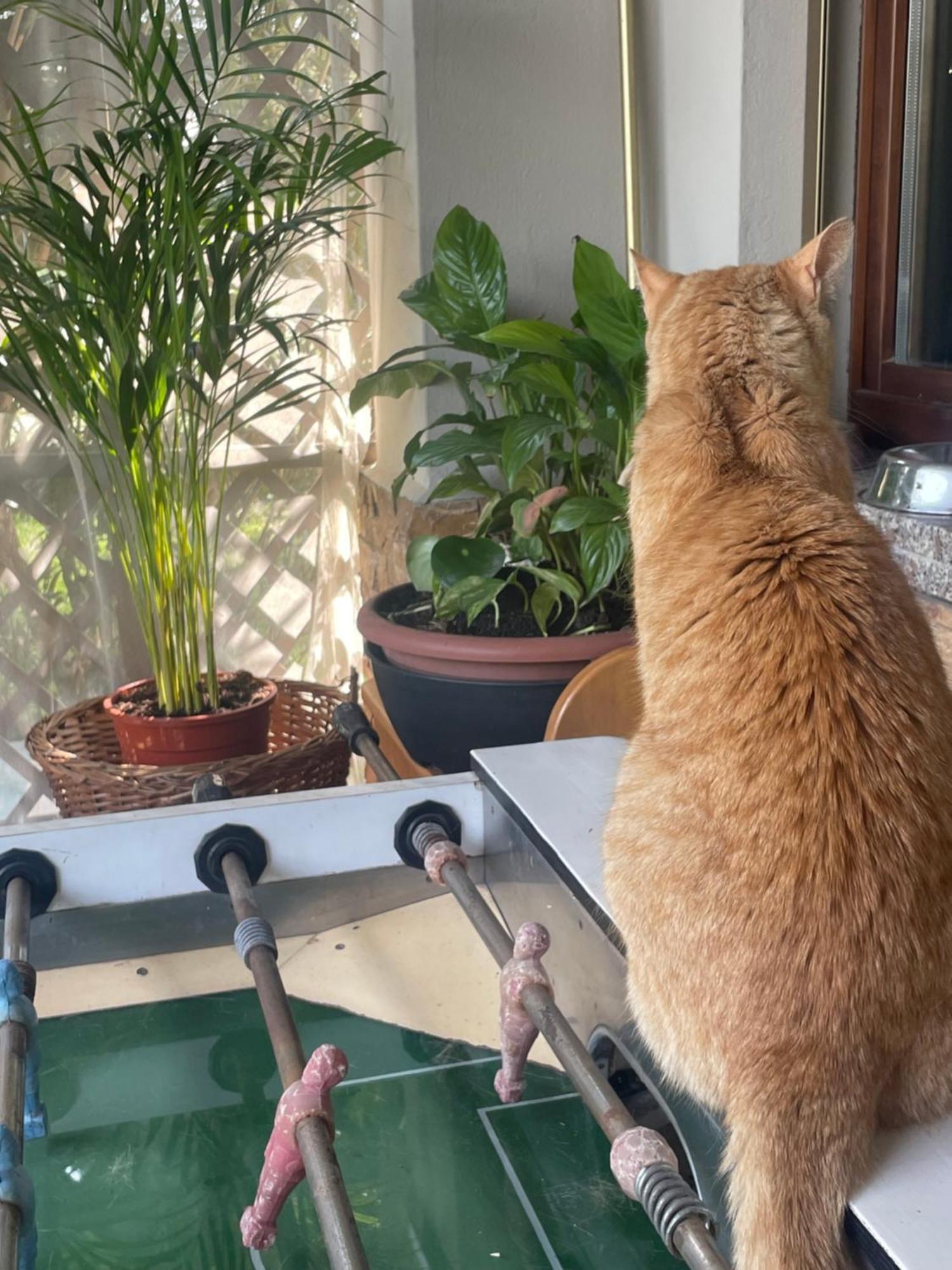 Il Giardino Di Emilia - Intero Appartamento In Villa Con Giardino Privato E Piscina Estiva Pontirolo Nuovo Exteriér fotografie